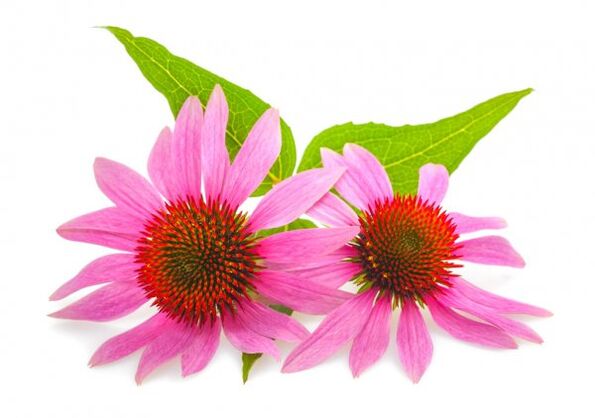 Clean Forte contains Echinacea purpurea extract