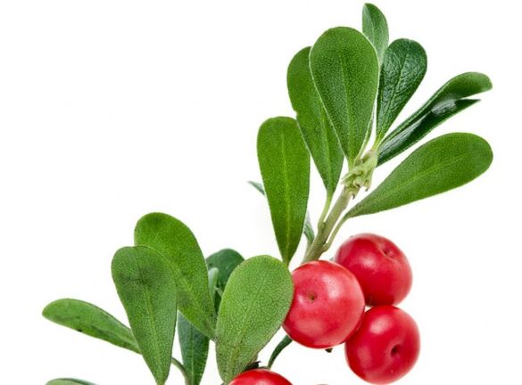 Clean Forte contains bearberry leaves