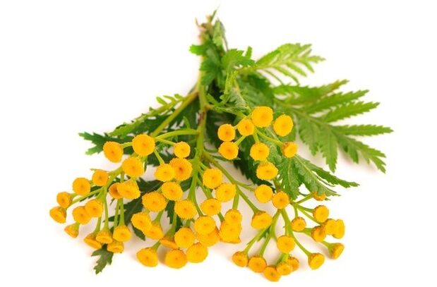 Clean Forte contains tansy flowers