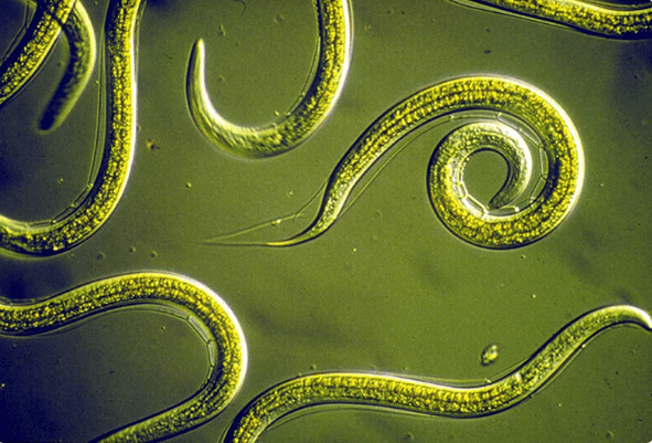 How to get rid of the parasites without tablets