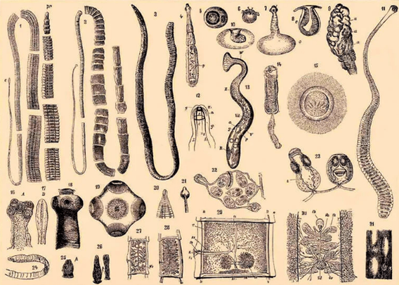 worms