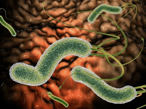 Which parasites can be in the body